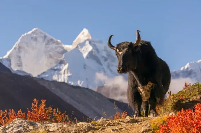 Framed Print : Black yak and Kantega mountain Framed Print : Black yak and Kantega mountain
