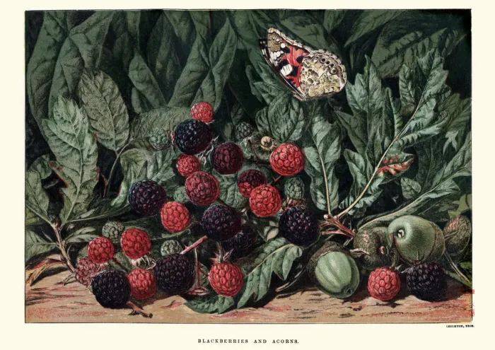 Framed Print : Blackberries and acorns Framed Print : Blackberries and acorns