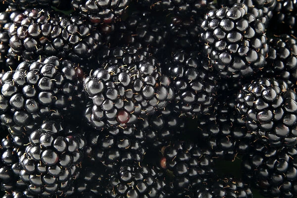 Blackberries (Rubus sectio Rubus)