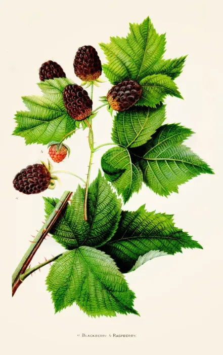 Framed Print : Blackberry Raspberry illustration 1892 Framed Print : Blackberry Raspberry illustration 1892