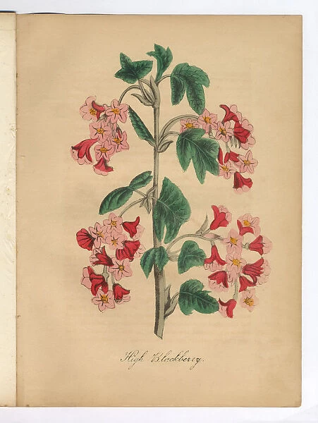 Blackberry Victorian Botanical Illustration