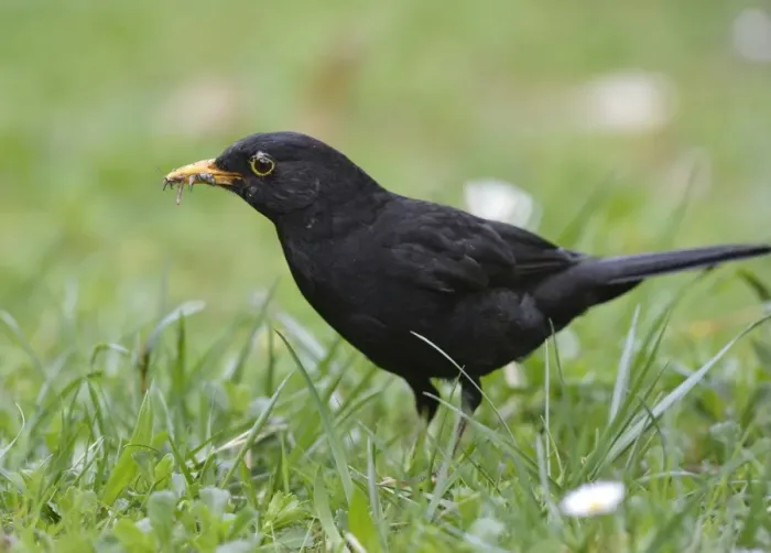 Framed Print : Blackbird -Turdus merula-, male, gathering insects in its beak Framed Print : Blackbird -Turdus merula-, male, gathering insects in its beak