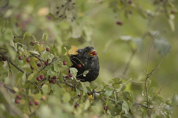 Blackbird (Turdus merula), male, sitting in hawthorn bush, feeding on fruits