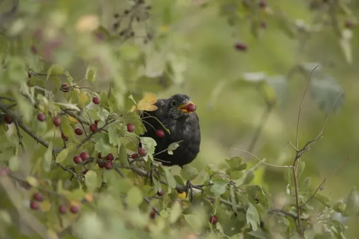 Framed Print : Blackbird (Turdus merula), male, sitting in hawthorn bush, feeding on fruits