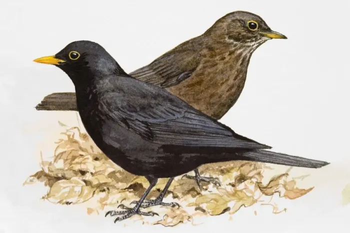 Framed Print : Blackbird (Turdus merula), male and female, side view