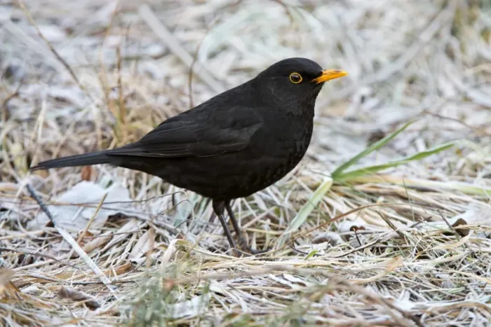 Framed Print : Blackbird -Turdus merula-, male, Tyrol, Austria Framed Print : Blackbird -Turdus merula-, male, Tyrol, Austria