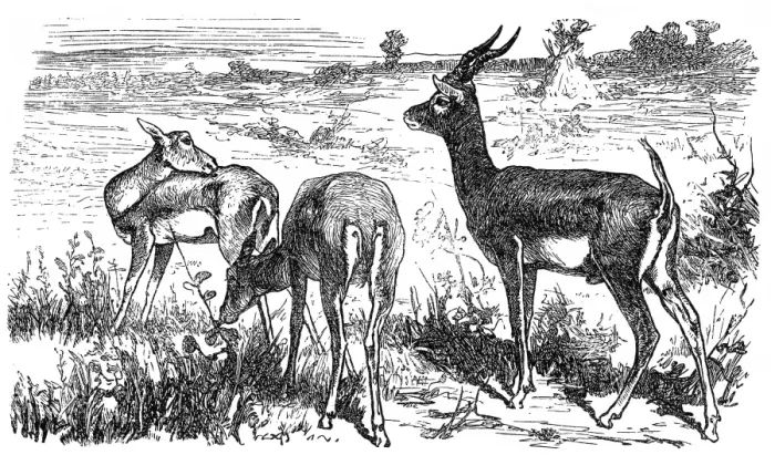 Framed Print : Blackbuck antelope (Strepsiceros cervicapra)