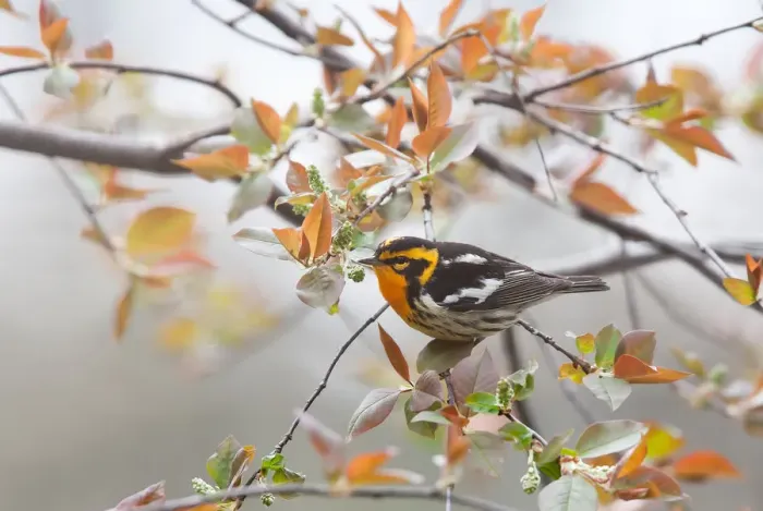 Framed Print : Blackburnian warbler (Setophaga fusca) male in spring Framed Print : Blackburnian warbler (Setophaga fusca) male in spring