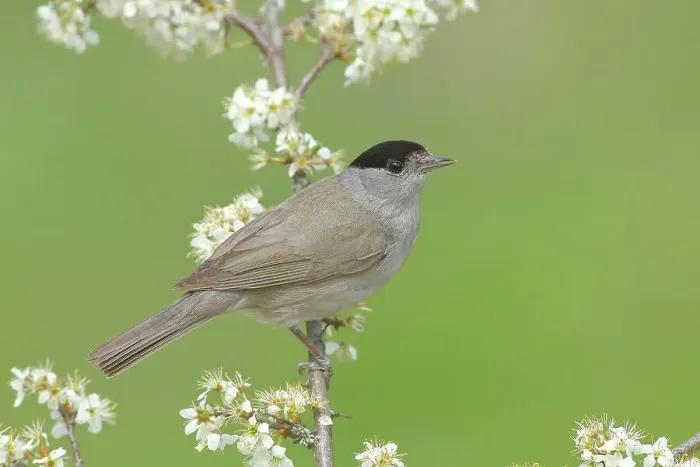 Framed Print : Blackcap (Sylvia atricapilla), male, sitting on a flowering blackthorn branch, animals, birds, migratory bird, songbird, spring, Siegerland, North Rhine-Westphalia, Germany Framed Print : Blackcap (Sylvia atricapilla), male, sitting on a flowering blackthorn branch, animals, birds, migratory bird, songbird, spring, Siegerland, North Rhine-Westphalia, Germany