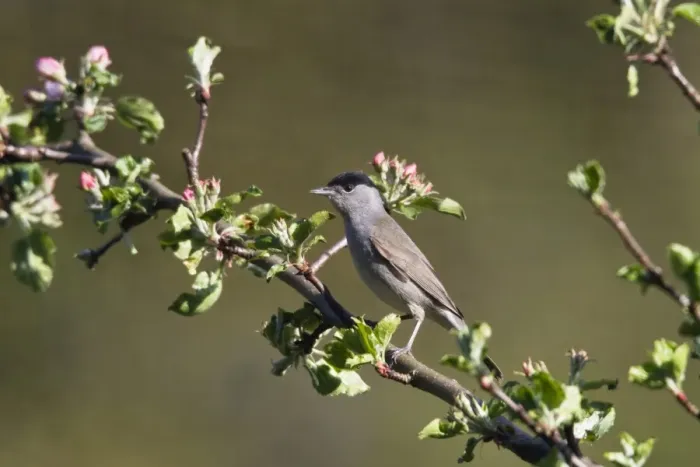 Framed Print : Blackcap (Sylvia atricapilla), male in an apple tree, Germany, Europe Framed Print : Blackcap (Sylvia atricapilla), male in an apple tree, Germany, Europe