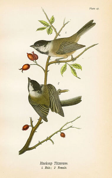 Blackcap titmouse bird lithograph 1890