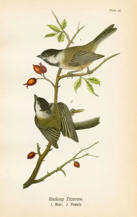 Framed Print : Blackcap titmouse bird lithograph 1890 Framed Print : Blackcap titmouse bird lithograph 1890