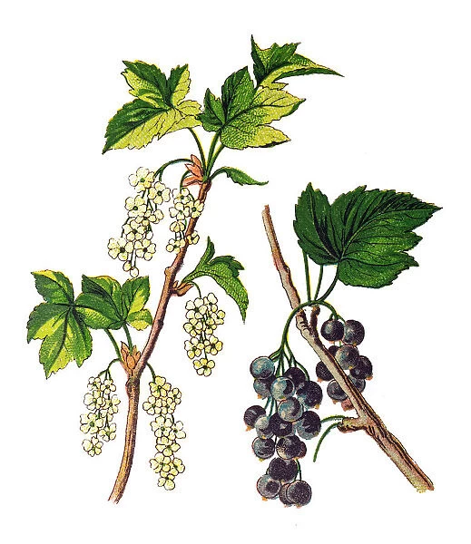 The blackcurrant or black currant (Ribes nigrum)