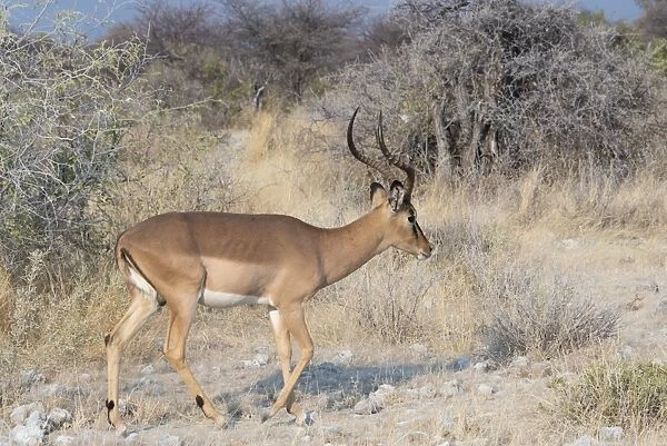 Blacked-faced Impala -Aepyceros melampus petersi-, Etosha National Park, Namibia