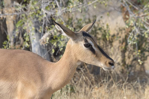Blacked-faced Impala -Aepyceros melampus petersi-, Etosha National Park, Namibia