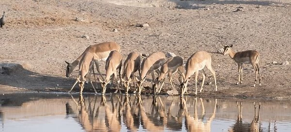 Blacked-faced Impala or Black-faced Impala -Aepyceros melampus petersi-, herd drinking at the Chudop waterhole, Etosha National Park, Namibia
