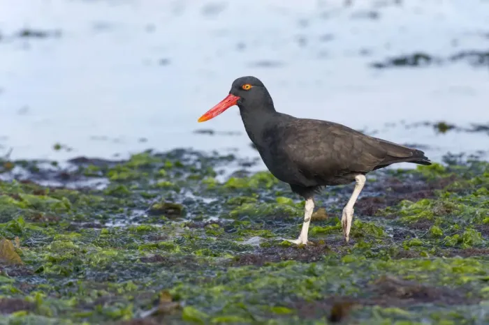 Framed Print : Blackish Oystercatcher -Haematopus ater-, Westpoint Island, Falkland Islands, United Kingdom