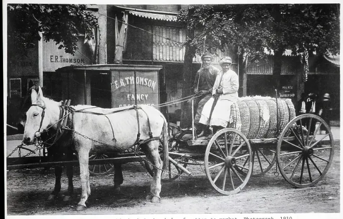 Framed Print : Two Blacks Drive Cart Of Hay By Mule Framed Print : Two Blacks Drive Cart Of Hay By Mule