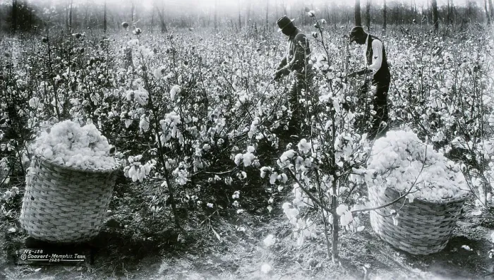 Framed Print : Blacks Picking Cotton In Field Framed Print : Blacks Picking Cotton In Field