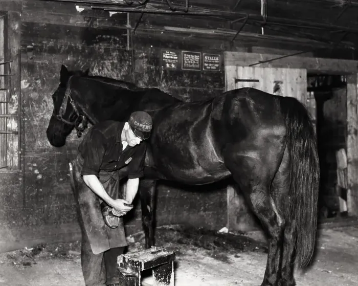 Framed Print : Blacksmith Shoeing A Horse In A Stable Framed Print : Blacksmith Shoeing A Horse In A Stable