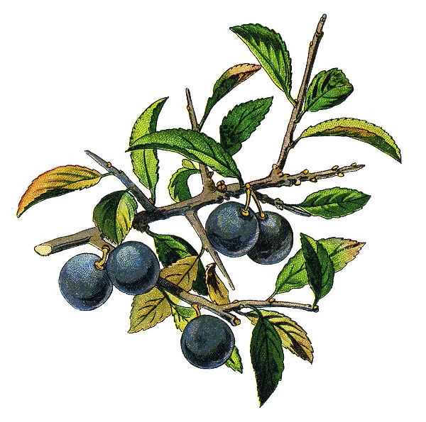 blackthorn. Antique illustration of a Medicinal and Herbal Plants