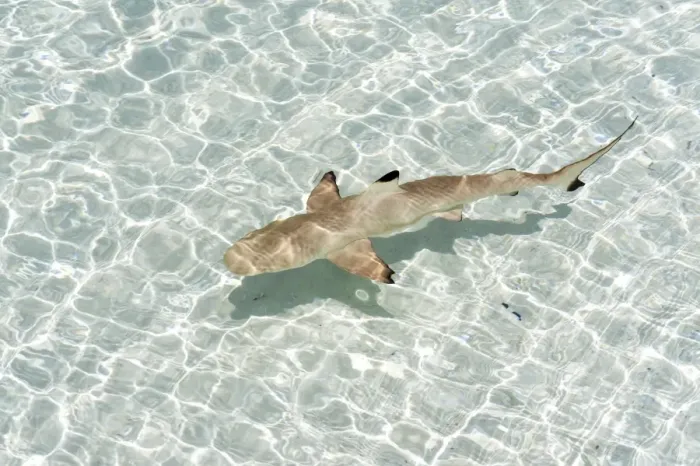 Framed Print : Blacktip Reef Shark -Carcharhinus melanopterus-, Kurendhoo Island, Lhaviyani Atoll, Maldives Framed Print : Blacktip Reef Shark -Carcharhinus melanopterus-, Kurendhoo Island, Lhaviyani Atoll, Maldives