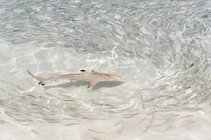 Framed Print : Blacktip Reef Shark -Carcharhinus melanopterus- chasing a school of fish in shallow water, Kurendhoo Island, Lhaviyani Atoll, Maldives Framed Print : Blacktip Reef Shark -Carcharhinus melanopterus- chasing a school of fish in shallow water, Kurendhoo Island, Lhaviyani Atoll, Maldives
