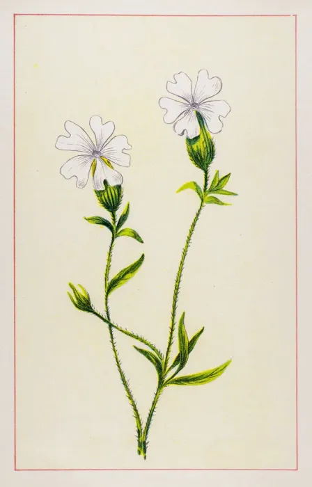 Framed Print : Bladder campion Framed Print : Bladder campion