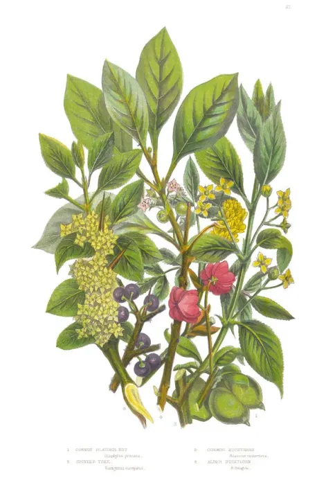 Framed Print : Bladder Nut, Spindle and Buckthorn Tree Victorian Botanical Illustration Framed Print : Bladder Nut, Spindle and Buckthorn Tree Victorian Botanical Illustration