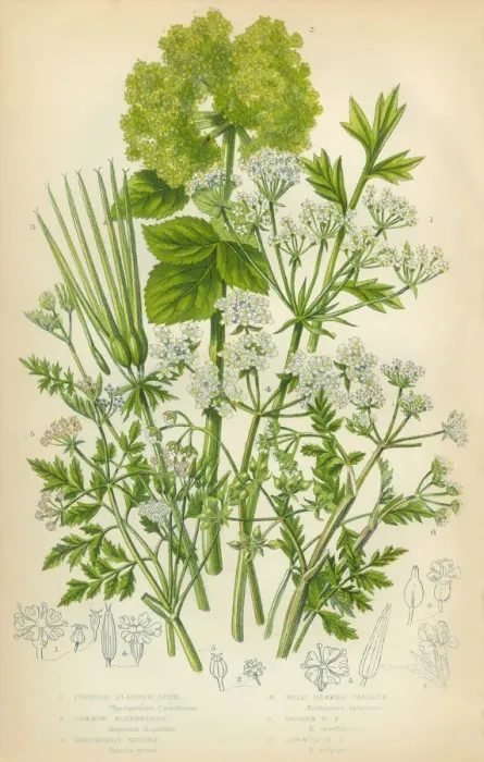 Framed Print : Bladderseed, Horse Parsley, Parsley, Shepherds Needle, Victorian Botanical Illustration Framed Print : Bladderseed, Horse Parsley, Parsley, Shepherds Needle, Victorian Botanical Illustration