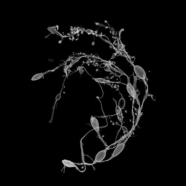 Bladderwrack seaweed (Fucus vesiculosus), X-ray