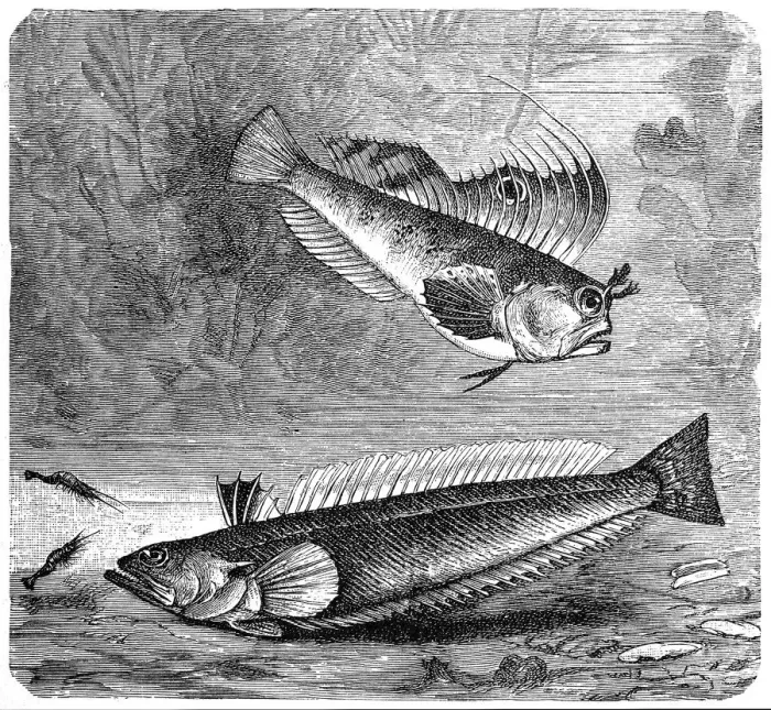 Framed Print : Blennius ocellaris (Butterfly blenny) and The greater weever (Trachinus draco) Framed Print : Blennius ocellaris (Butterfly blenny) and The greater weever (Trachinus draco)
