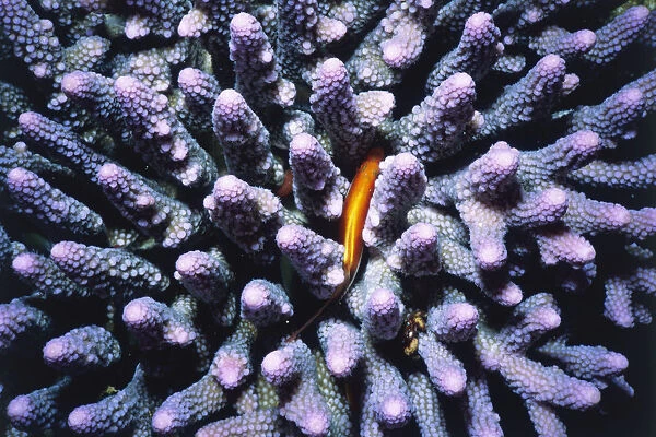 Blenny Hiding in Coral