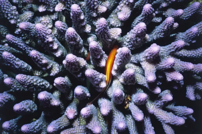 Framed Print : Blenny Hiding in Coral Framed Print : Blenny Hiding in Coral