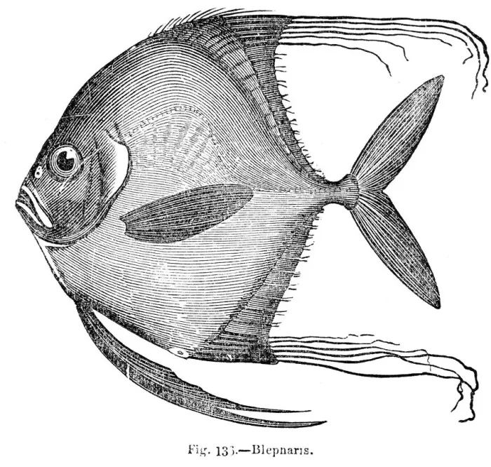 Framed Print : Blepharis Fish engraving 1893 Framed Print : Blepharis Fish engraving 1893
