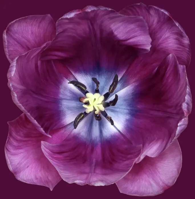 Framed Print : Bleu Aimable Framed Print : Bleu Aimable