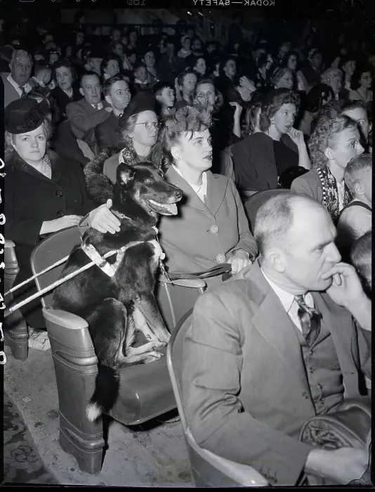 Framed Print : Blind Woman And Dog At Movie Theater Framed Print : Blind Woman And Dog At Movie Theater