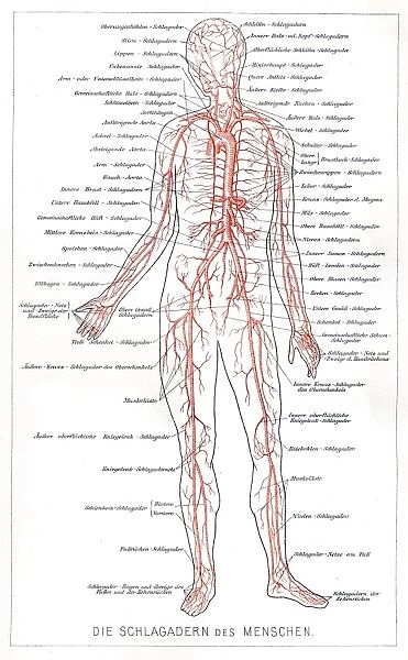 Blood system anatomy engraving 1857