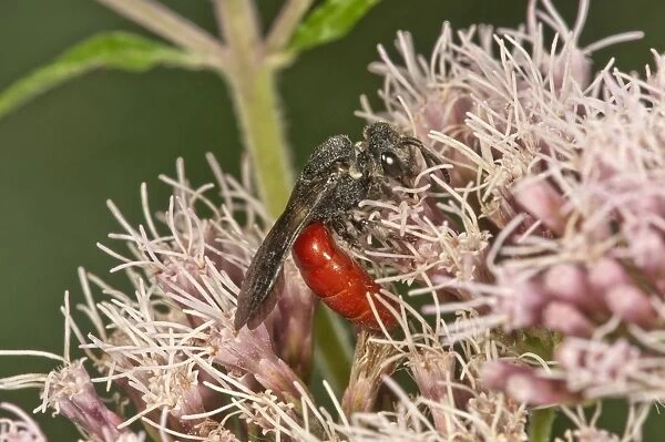 Blood Bee -Sphecodes albilabris- on Hemp-agrimony -Eupatorium cannabinum-, Baden-Wuerttemberg, Germany