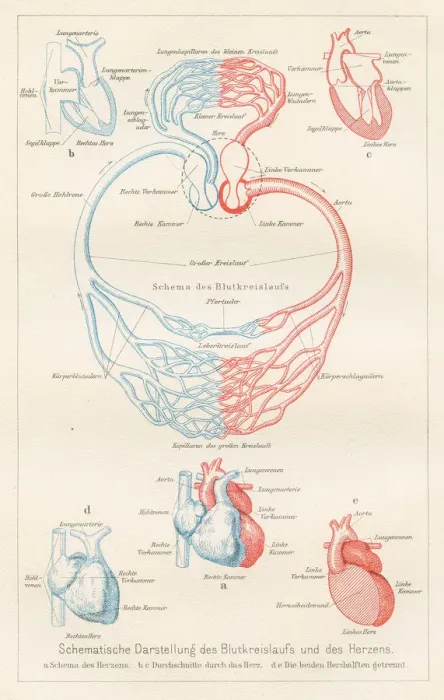 Framed Print : Blood circulation anatomy engraving 1857 Framed Print : Blood circulation anatomy engraving 1857