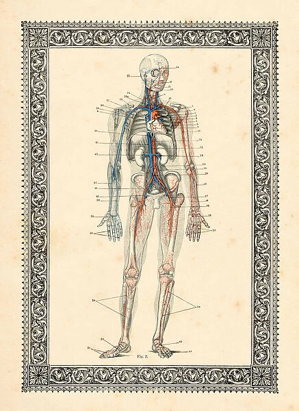 Blood circulation human anatomy drawing 1896