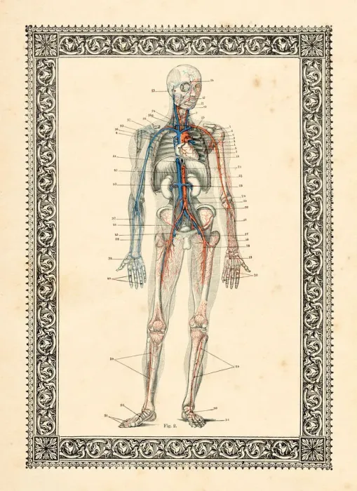 Framed Print : Blood circulation human anatomy drawing 1896 Framed Print : Blood circulation human anatomy drawing 1896