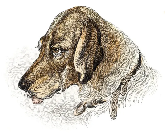 Framed Print : Blood hound dog engraving 1840 Framed Print : Blood hound dog engraving 1840