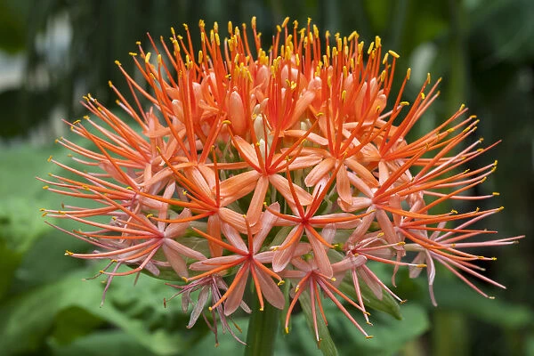 Blood Lily -Scadoxus multiflorus-, native to South Africa
