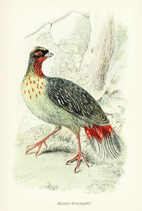 Framed Print : The blood pheasant engraving 1892 Framed Print : The blood pheasant engraving 1892