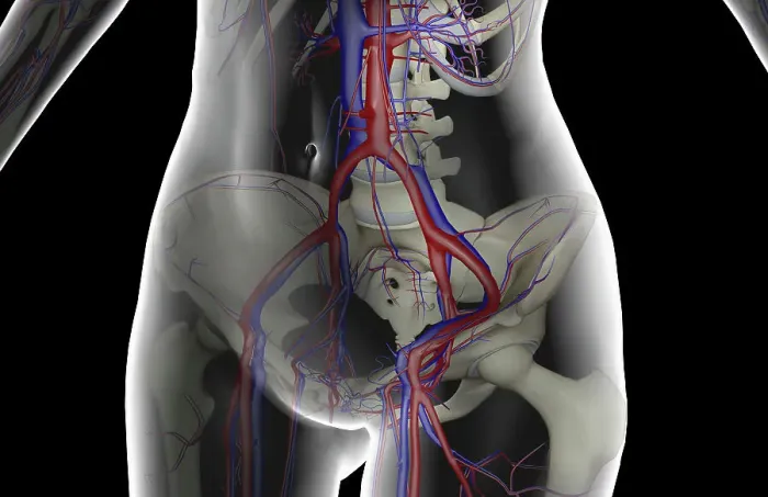 Framed Print : The blood supply of the lower body Framed Print : The blood supply of the lower body