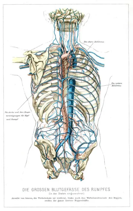 Framed Print : Blood vessels anatomy engraving 1857 Framed Print : Blood vessels anatomy engraving 1857