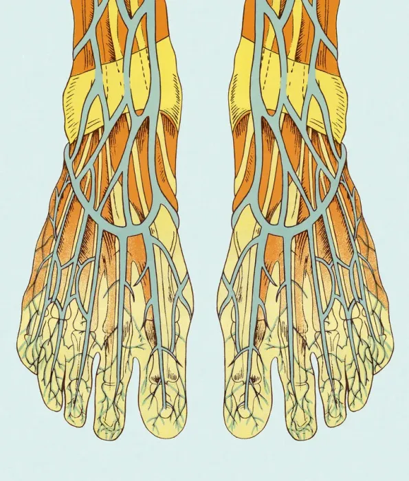 Framed Print : Blood Vessels in Foot Framed Print : Blood Vessels in Foot