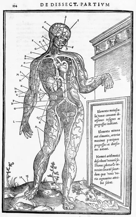 Framed Print : Blood Vessels of Human Body Framed Print : Blood Vessels of Human Body