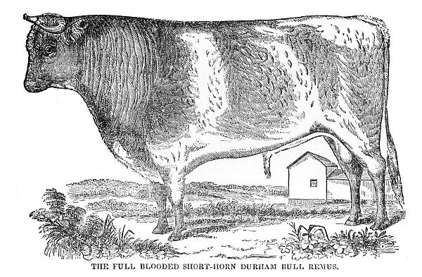 Full blooded Short horn bull 1841